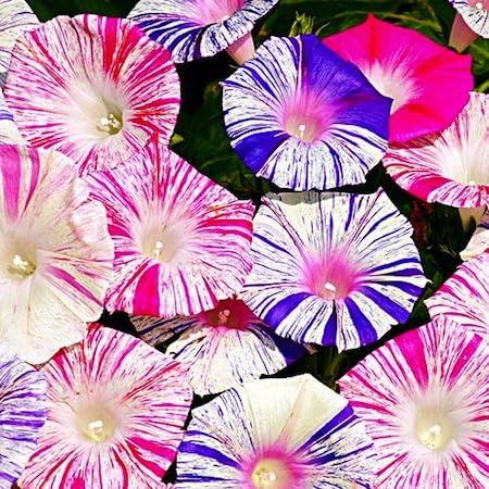 Amazon 青とピンクのストライプ 朝顔 あさがお カーニバル デ ヴェネツィア 種子 種