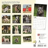 Image de Australian Cattle Dogs 2018 12 x 12 Inch Monthly Square Wall Calendar, Animals Dog Breeds (Multilingual Edition)