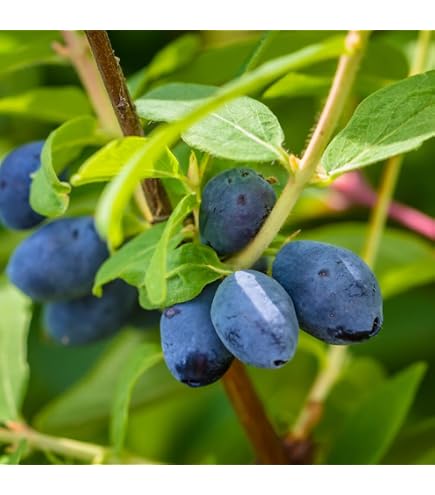 Amazon.com : "Blue Velvet" Sweetberry Honeysuckle Honeyberry Vitamin  Berries Tastes Like Blueberries Potted Plant : Patio, Lawn & Garden