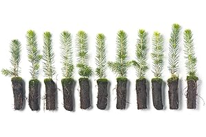 Norway Spruce Tree Seedlings Plugs | 6"-12" | Arbor Day Foundation (10-Pack)