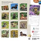 Image de Dachshunds, Wirehaired 2015 Square 12x12 (Multilingual Edition)