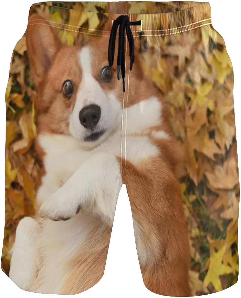 corgis in shorts