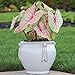 Caladium Fancy White Queen (5 Bulbs) Classsic Elegance for Shady Gardens.