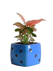 Rolling Nature Good Luck Air Purifying Pink Syngonium Plant in Blue Dice Ceramic Pot