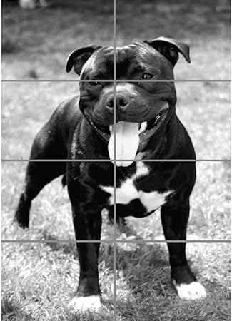 image de staffy