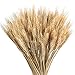 GTidea Large Golden Dried Triticum Natural Wheat Premium Bunsh Fall Arrangements Full Wholesale DIY Home Kitchen Table Wedding Centerpieces Decorative