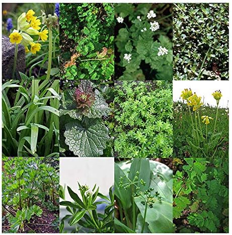 Hierbas silvestres set de semillas regalo con 7 plantas ...
