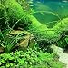 NEW! 1000 Pc pet fish aquarium grass seed (Mixed), water aquatic plant seeds HOT SELL