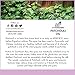 artnaturals 100% Pure Patchouli Essential Oil - (.5 Fl Oz / 15ml) - Undilued Therapeutic Grade Fragrance Oil - Soothe Balance and Comfort - for Diffuser, Skin, Body and Perfume