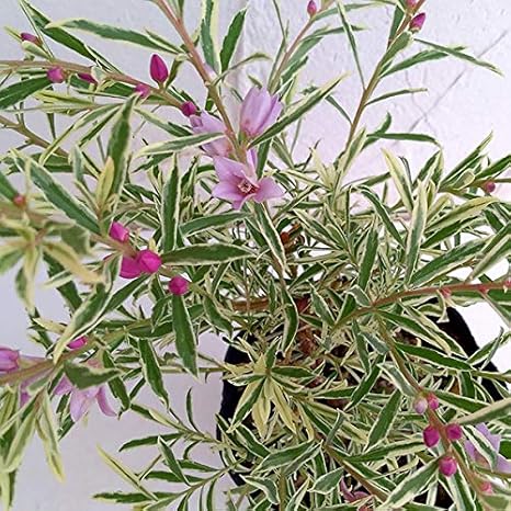 Amazon Co Jp サザンクロス フイリーナクイーン7号鉢植え 珍しい 斑入りサザンクロス ホーム キッチン