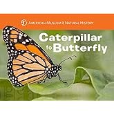 Caterpillar to Butterfly (Science for Toddlers)