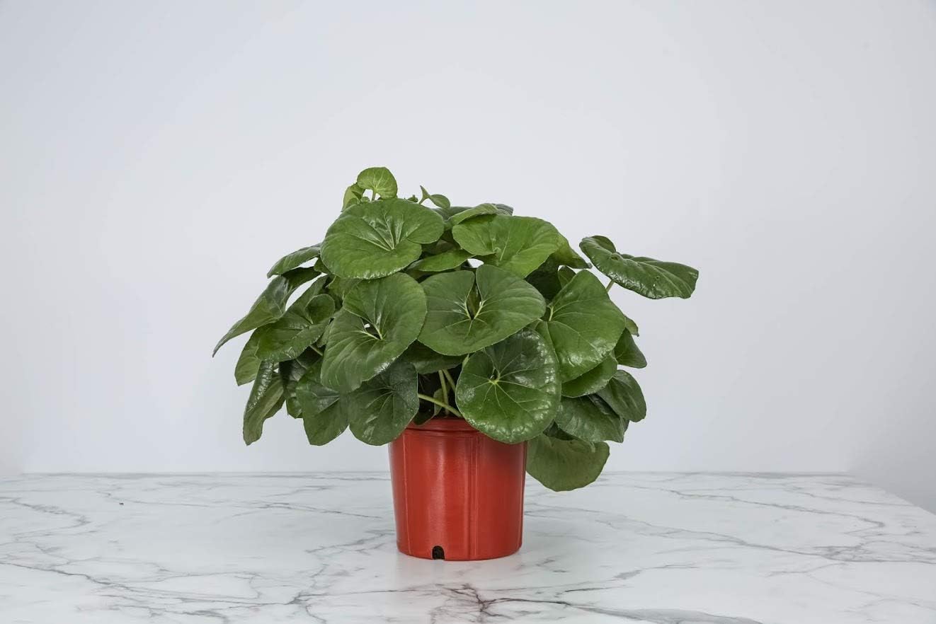 Tractor Seat Plant Farfugium Japonicum Gigantea Giant