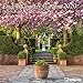 2020 English Country Gardens 30 x 30 Grid Calendar (English, German, French, Italian and Spanish Edi by