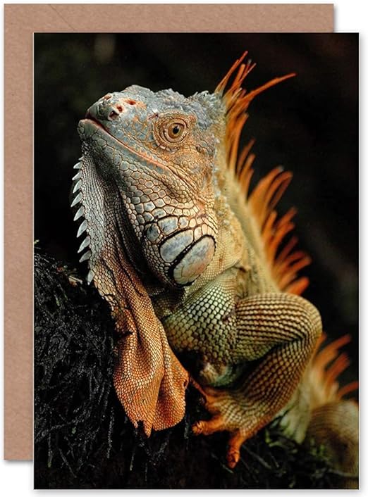 iguana reptile