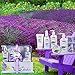 Essence of Luxury Spa Gift Basket Bath Set! PURE Spa Basket Natural Skin Care Gift Set Makes Best Christmas Gift for Women & Holiday Gift Baskets! (Lavender Oil)