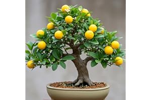 CZ GRAIN Dwarf Lemon Bonsai Tree Seeds, 20 Seeds, Grow a Delicious Fruit Bearing Bonsai Tree, Great for Home Gardening