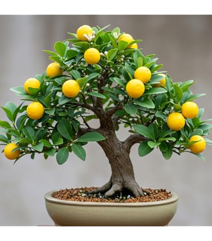 buy philodendrons online Buy Philodendron Brasil Online in the USA – Grounded main image 0