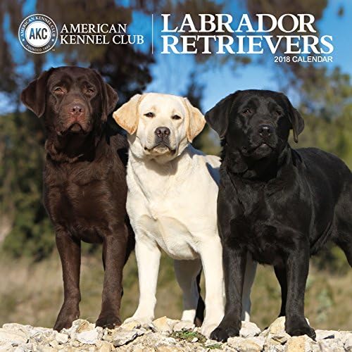 American Kennel Club Labrador Retrievers 2018 Wall Calendar Calendar โ Wall Calendar, August 15, 2017