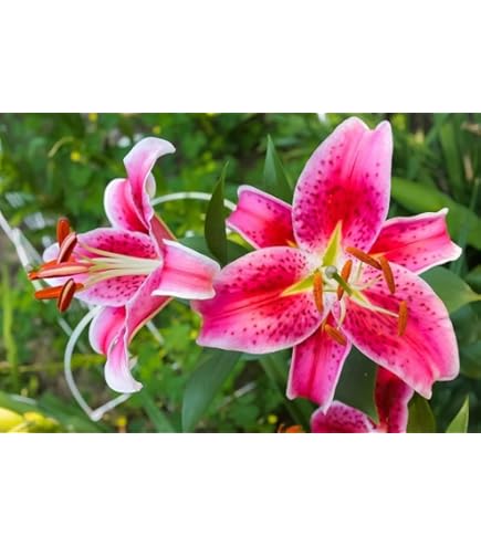 Lilly様 Amazon.com : Stargazer Lily Large Flowering Bulb, Fragrant