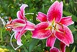 Stargazer Lily Bulbs to Plant - Easy to Grow