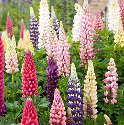 Russell Lupine Seeds - Ounce, Pink/Red/Purple, Flower Seeds, Heirloom, Attracts Pollinators, Attracts Hummingbirds, Fragrant, Deer Resistant, Dry Area Tolerant