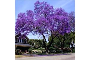 Royal Empress Princess Paulownia Tomentosa Foxglove 100 Tree Seeds