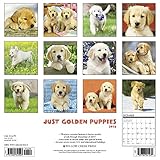 Image de Just Golden Puppies 2018 Calendar
