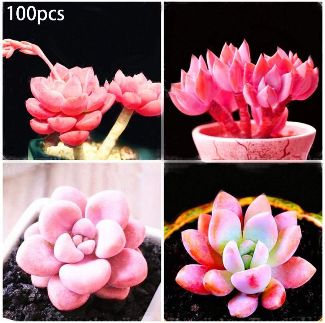 Kisshes Succulent Seeds Pink Pebble Rosette Succulent Seeds Garden Supplies Beautiful Landscaping
