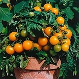 Orange Dwarf Tomato 'Venus' (Lycopersicon Esculentum Mill.) Vegetable Plant Seeds, Year Round Heirloom