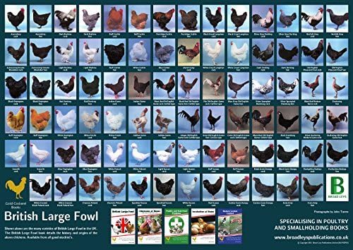 Broad Leys British Large Fowl Poultry 59.5cm X 42cm A2 New Chicken Poster