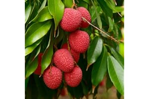20 Lychee Seeds - Non-GMO Heirloom Tropical Fruit for Planting - Sweet, Juicy Litchi Chinensis Seeds for Home Garden - Organi