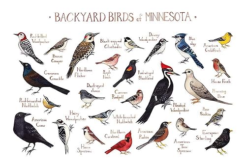 Amazon Com Backyard Birds Of Minnesota Field Guide Art Print