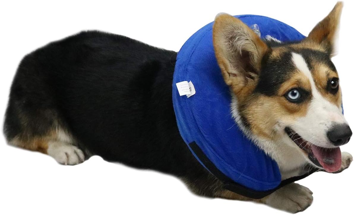 elizabethan dog cone