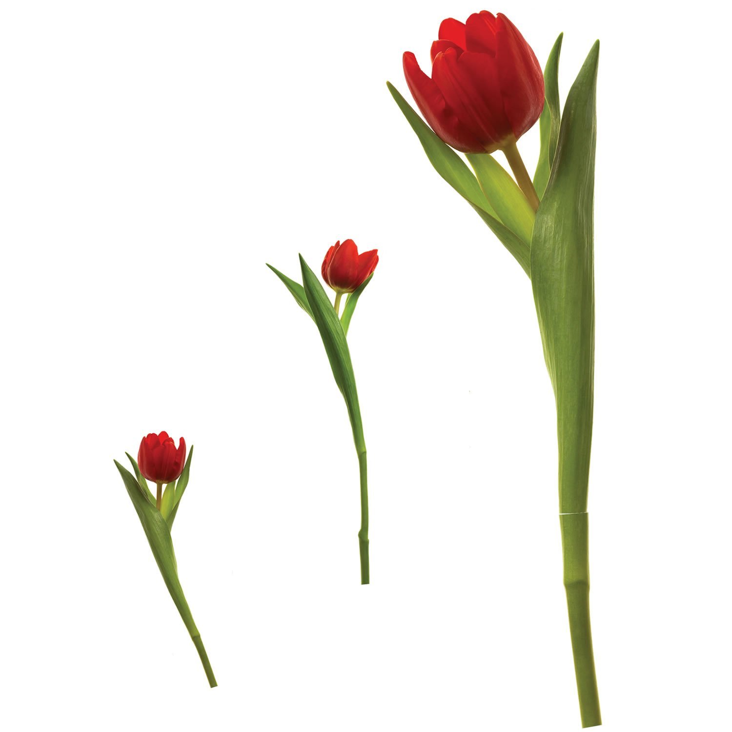 Best Home Decor Wall Sticker Tulip
