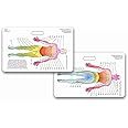 Neuro Dermatome Diagram Horizontal Badge ID Card Pocket Reference Guide Neurology (1 Card)