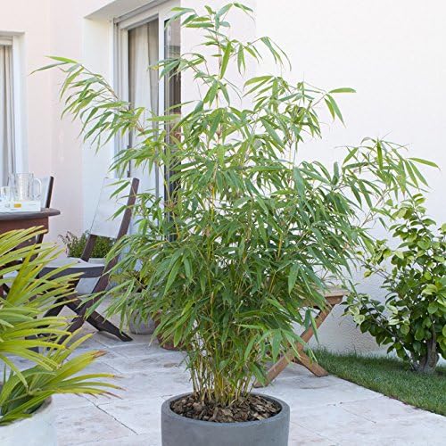 YouGarden Pair of Fargesia rufa 'Fountain' Bamboo, Established Plants in 2L Pots, Supplied Already 50cm Tall and Ready to Plant - Image 5