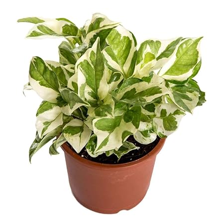 White Pathos Money Plant For Home D
