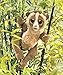 Folkmanis Slow Loris Hand Puppet Plush