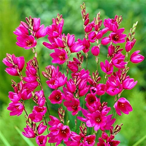 Bolly Bulbs® - Ixia 'Mabel' - The African Corn Lily (12 Bulbs)