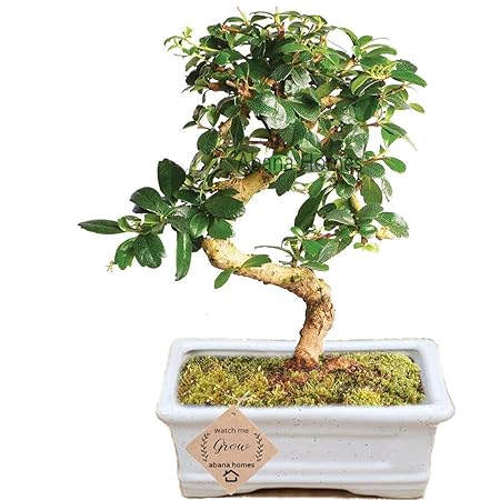 Abana Homes Carmona Indoor Bonsai Live Plants Real for Home with Ceramic Pot ** Low Maintenance **