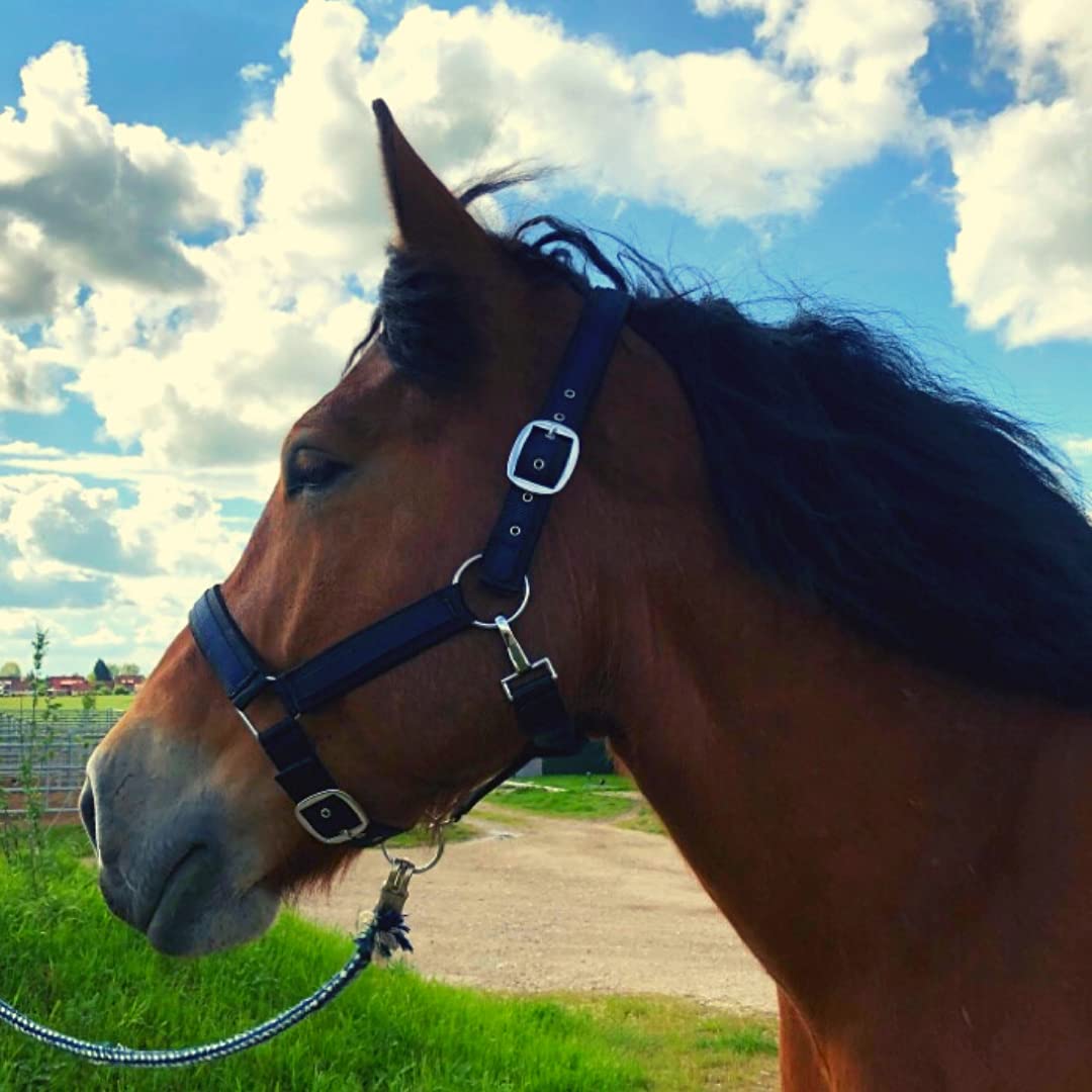 Halter for Horses, Cold-Blood, Halter xxfull, Stable Halter Adjustable 2 Compartments on Chin Strap and Headpiece (Black-Blue, XFull (Cold-Blood))