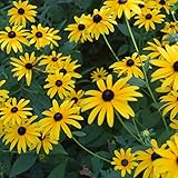 15,000 Black Eyed Susan Seeds - Rudbeckia Hirta