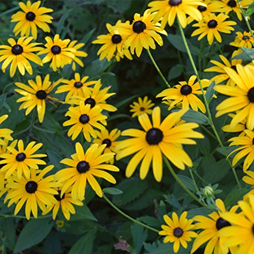 15,000 Black Eyed Susan Seeds - Rudbeckia Hirta