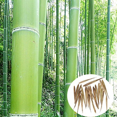 Bargain World 100pcs Garden Evergreen Arbor Moso Bamboo Seeds Courtyard Phyllostachys Pubescens Plants