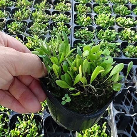 Amazon Co Jp シダの仲間 オトメマメヅタ 乙女豆蔦 3号ポット 日本の伝統園芸植物 ホーム キッチン