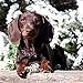 Dachshunds 2018 16 Month Wall Calendar 12 x 12 inches Bright Day Calendars Publishing