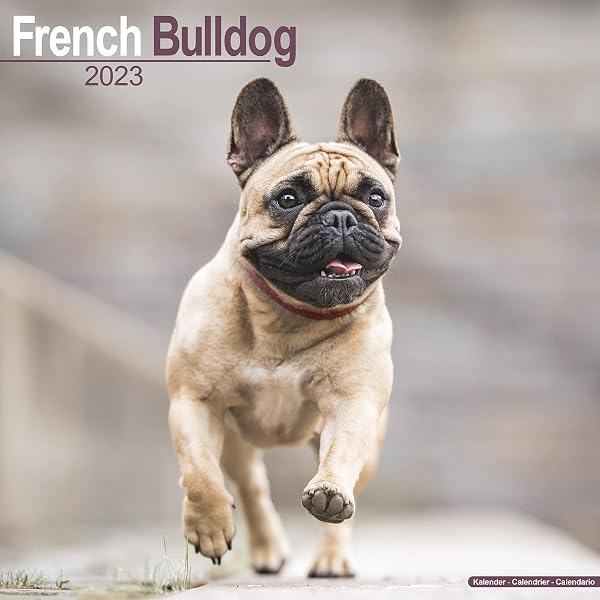 french-bulldog-calendar-dog-breed-calendars-2022-2023-wall-calendars-16-month-by-avonside-megacalendars-9781839417092-amazon-com-books
