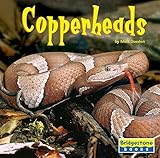 Copperheads (World of Reptiles)