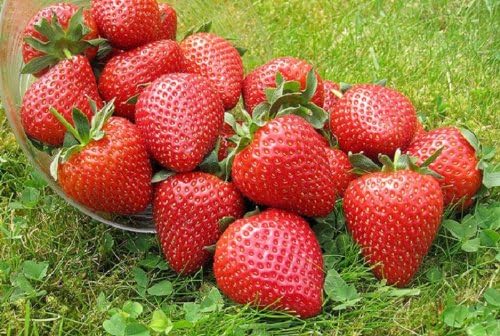 Swanley Village Nursery 10 X Strawberry Plants potted 9 cm pots Vibrant