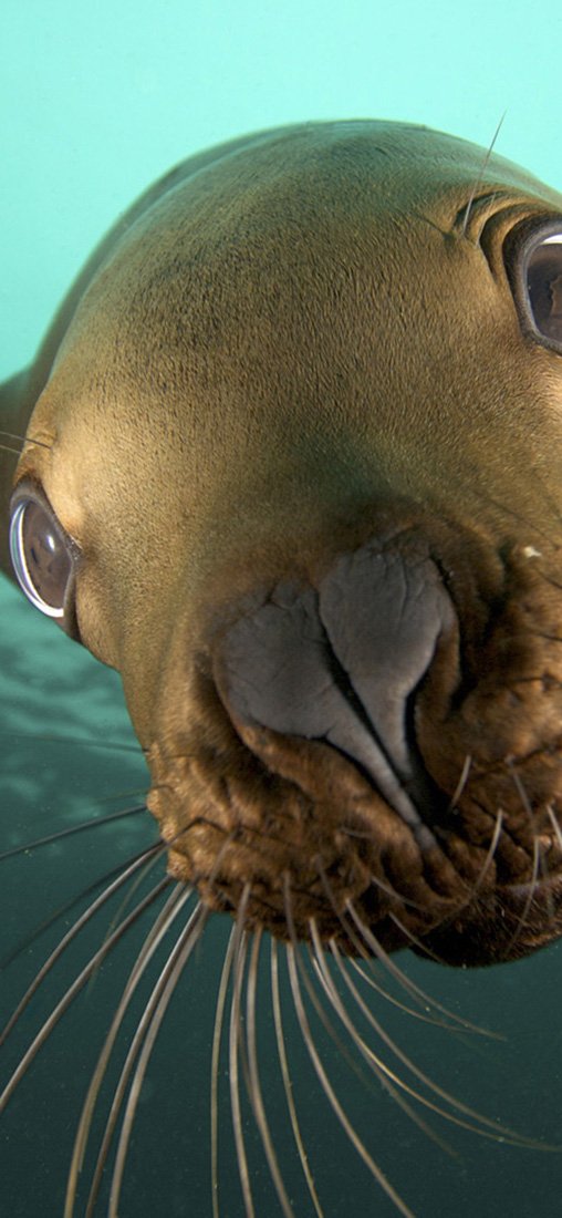 PeelitStickit ID-010 60 Width x 130 cm Height Underwater Vinyl Wall Mural